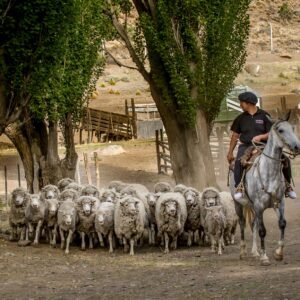 Estancia 25 de Mayo - Tarde de campo con cena show